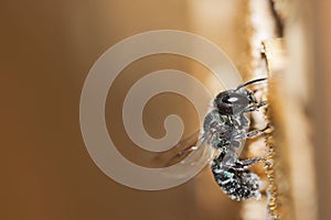 Blue Mason Bee / Stahlblaue Mauerbiene / Osmia caerulescens Ã¢â¢â¬ photo